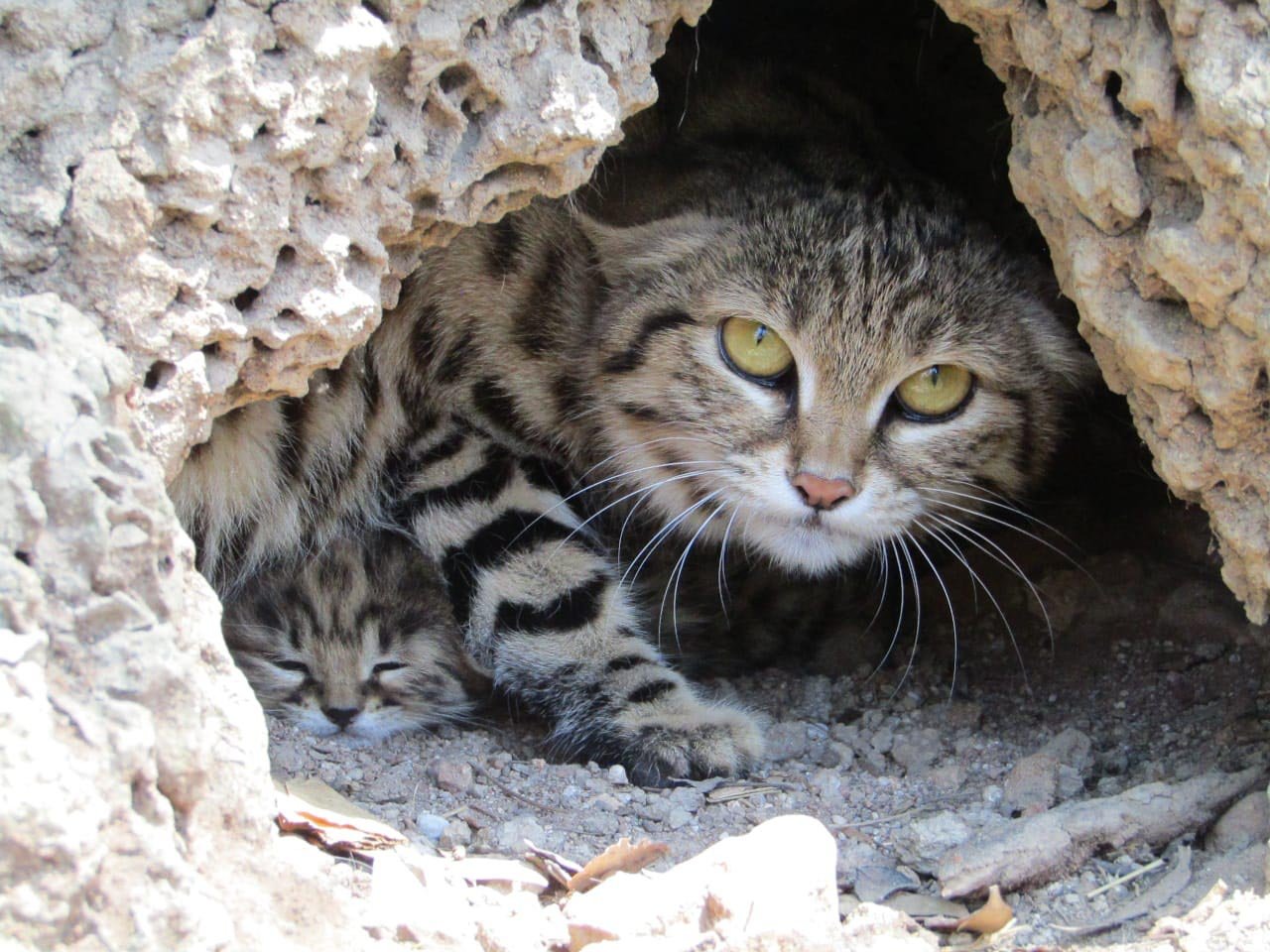 Sanctuary for BlackFooted Cats